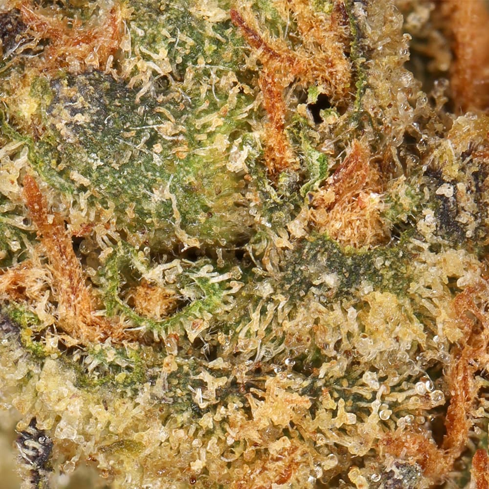 Budget Friendly - Hyperwolf - Apples and Bananas Half Ounce - image-2