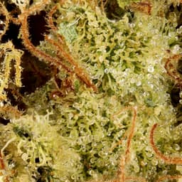 Budget Friendly-Hyperwolf-Banjo Half Ounce-image-2