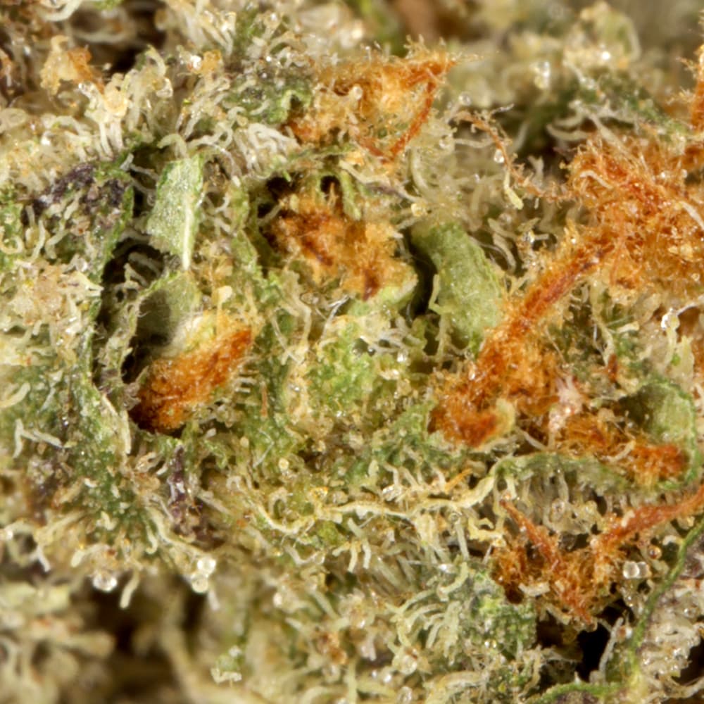 Budget Friendly - Hyperwolf - Blueberry Cupcake Half Ounce - image-2