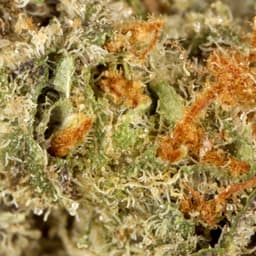 Budget Friendly-Hyperwolf-Blueberry Cupcake Half Ounce-image-2