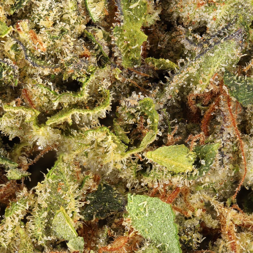 Budget Friendly - Hyperwolf - Gelato 33 Half Ounce - image-2