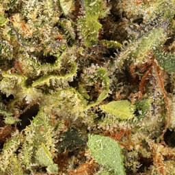 Budget Friendly-Hyperwolf-Gelato 33 Half Ounce-image-2