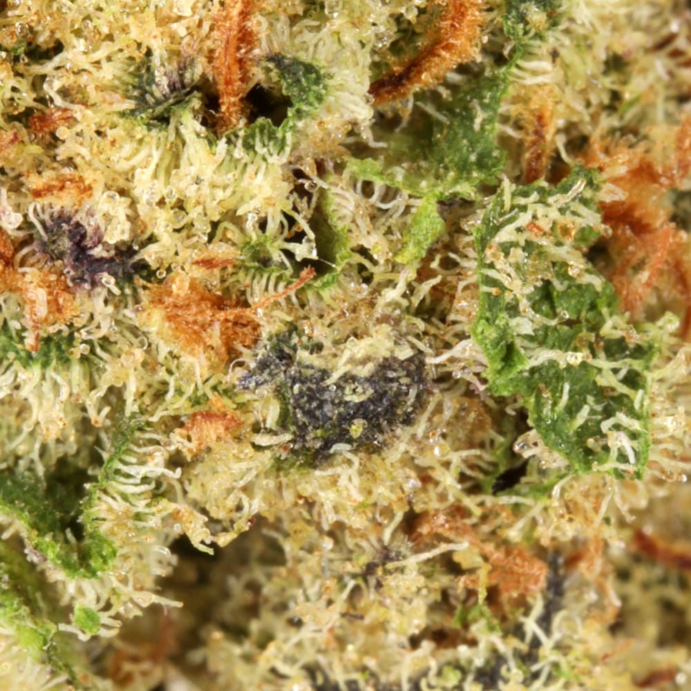 Budget Friendly - Hyperwolf - Glitter Bomb Half Ounce - image-2