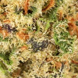 Budget Friendly-Hyperwolf-Glitter Bomb Half Ounce-image-2