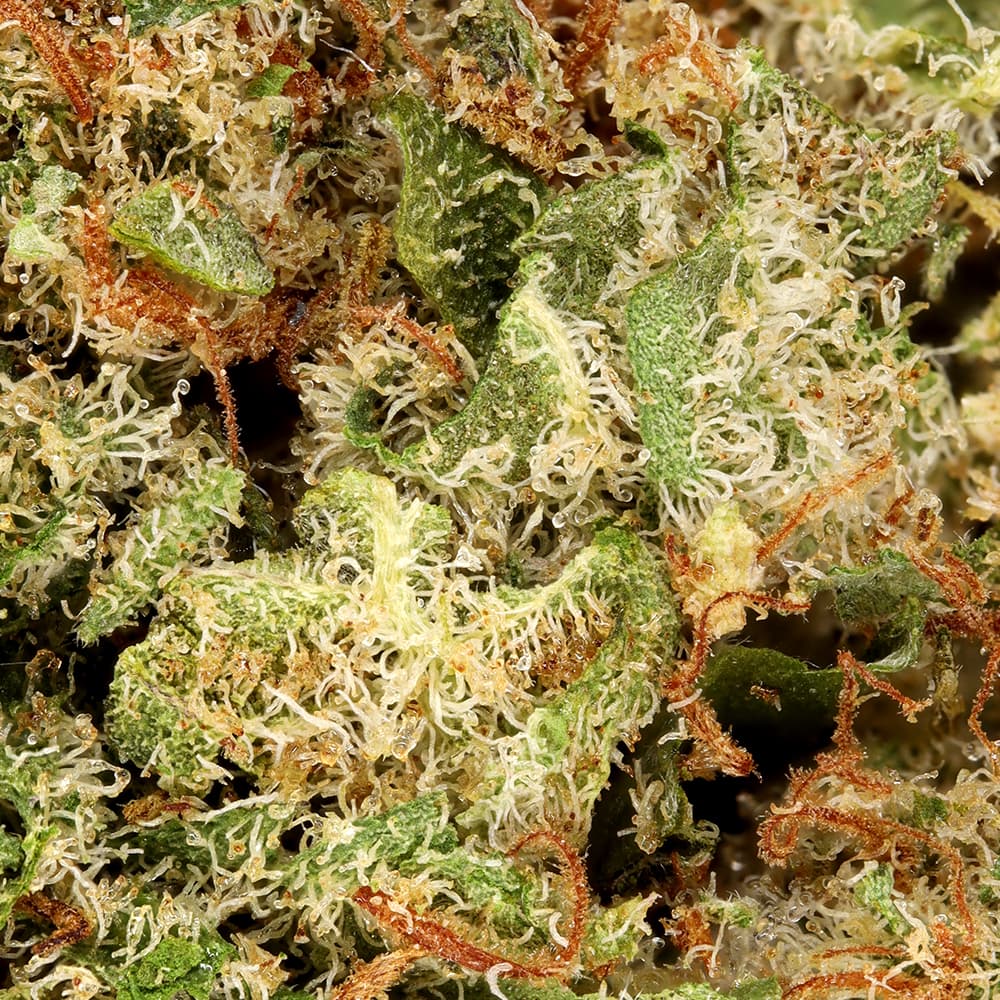 Budget Friendly - Hyperwolf - Grape Cookies Half Ounce - image-2