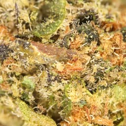 Budget Friendly-Hyperwolf-King Louis XIII Half Ounce-image-2