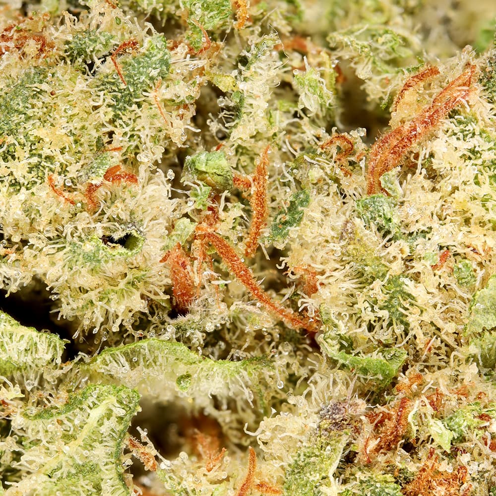 Budget Friendly - Hyperwolf - Papaya THC Bomb Half Ounce - image-2