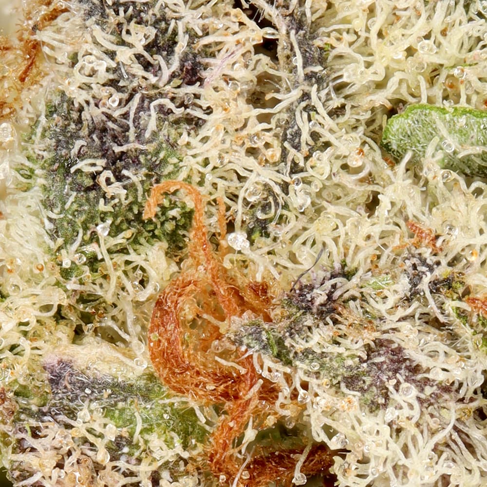 Budget Friendly - Hyperwolf - Purple Punch Half Ounce - image-2