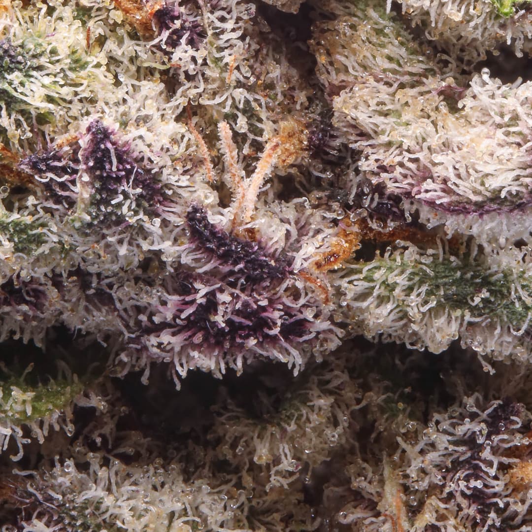 Premium - Maven Genetics - 98 Reserve - image-2