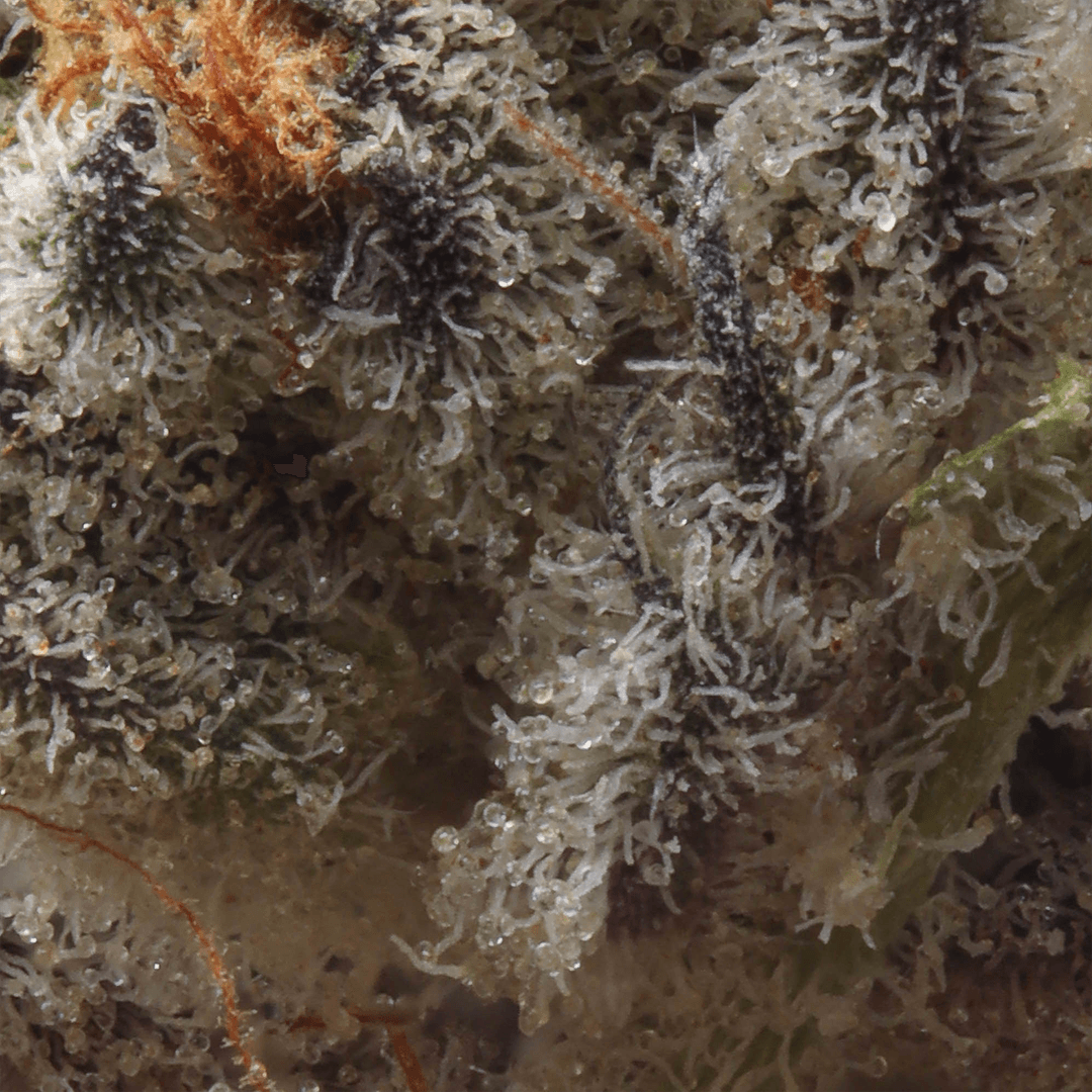 Premium - Maven Genetics - FKAFL - image-2