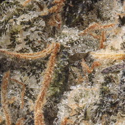 Premium-Maven Genetics-Prizm-image-2