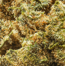 Budget Friendly-Eighth Brother-Mendo Fuel Quarter Ounce-image-2