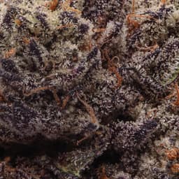 Premium-Smoken Promises-CyberPunch-image-2