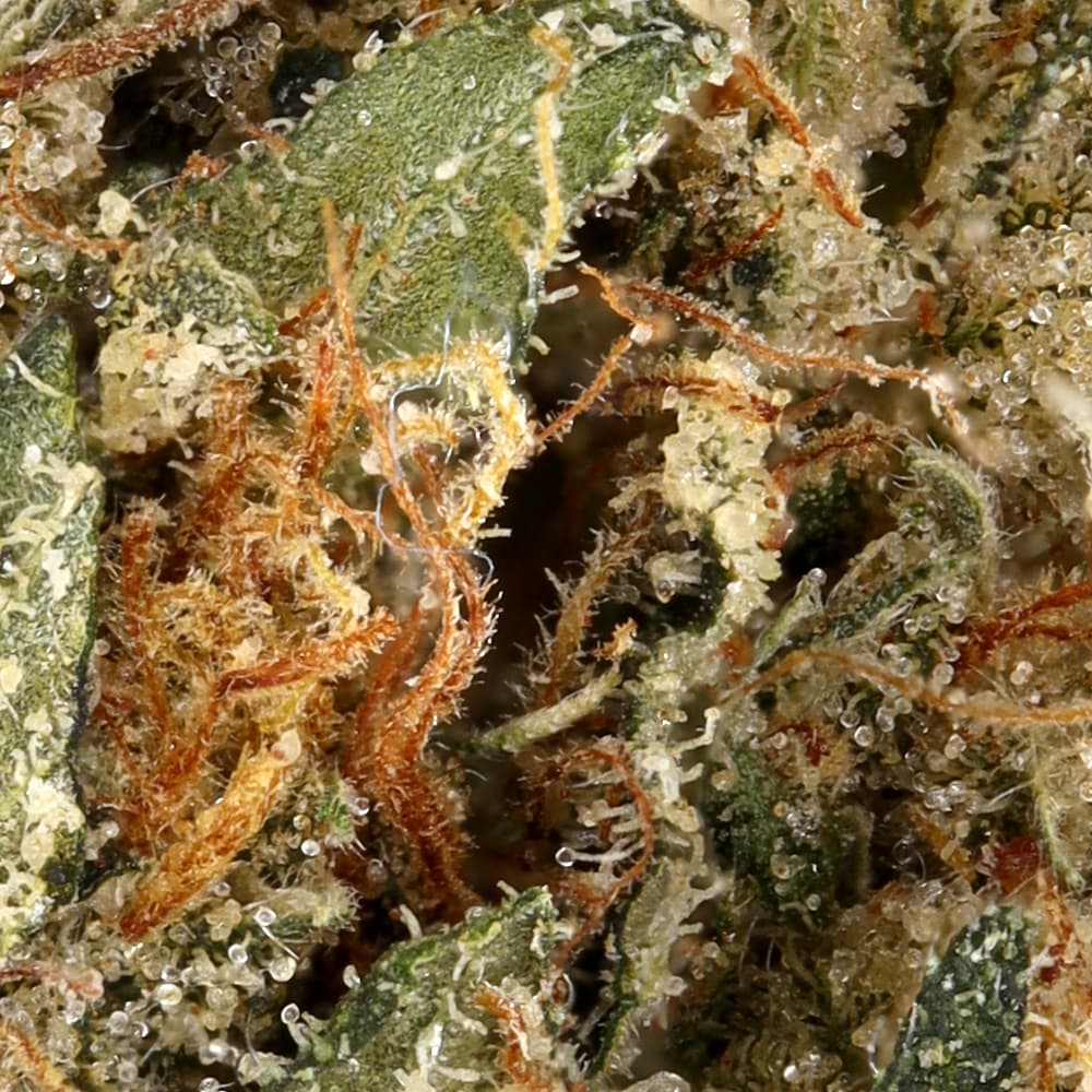 Budget Friendly - Stilo Supply - Cali Love - image-2