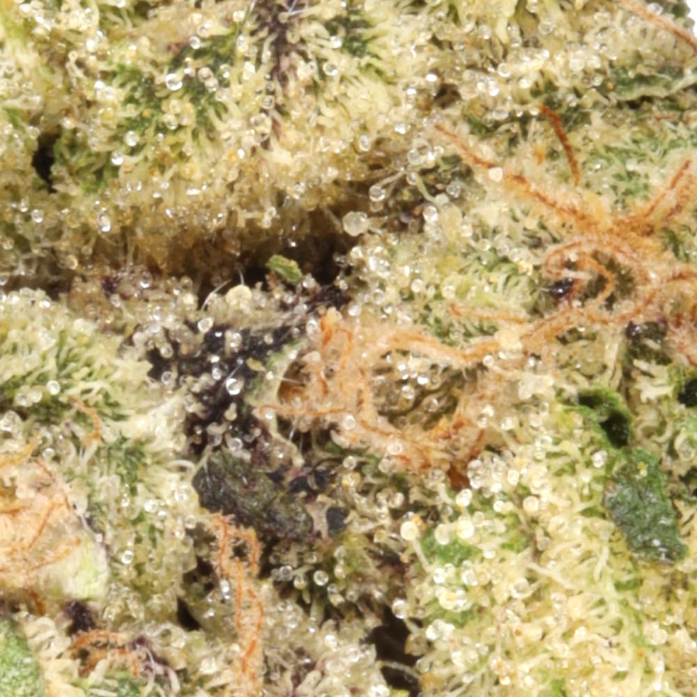 Premium - Traditional - Mamba 24 Minis - image-2