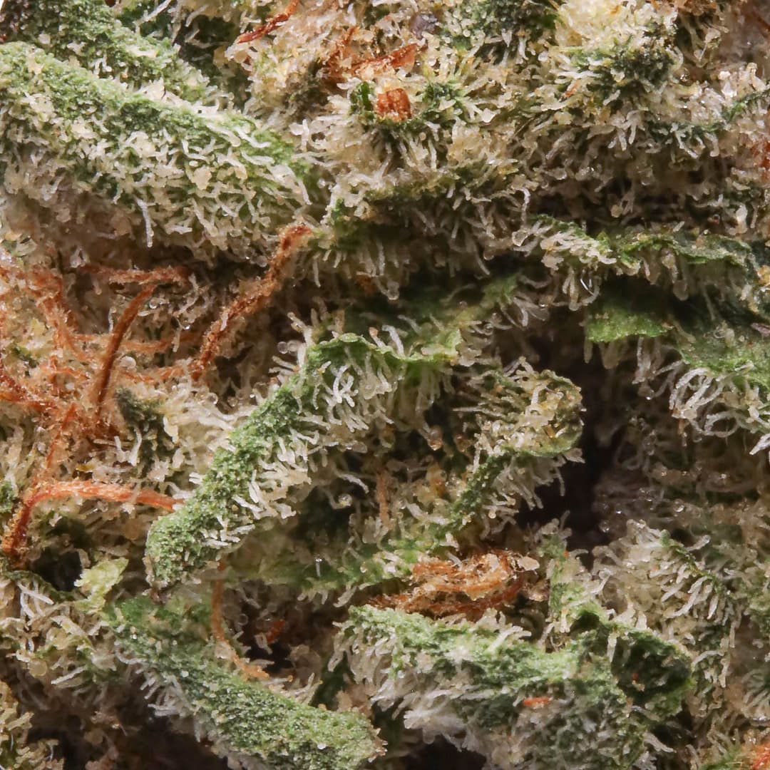 Smaller Buds - West Coast Trading Company - Motor Breath Half Ounce Smalls - image-2