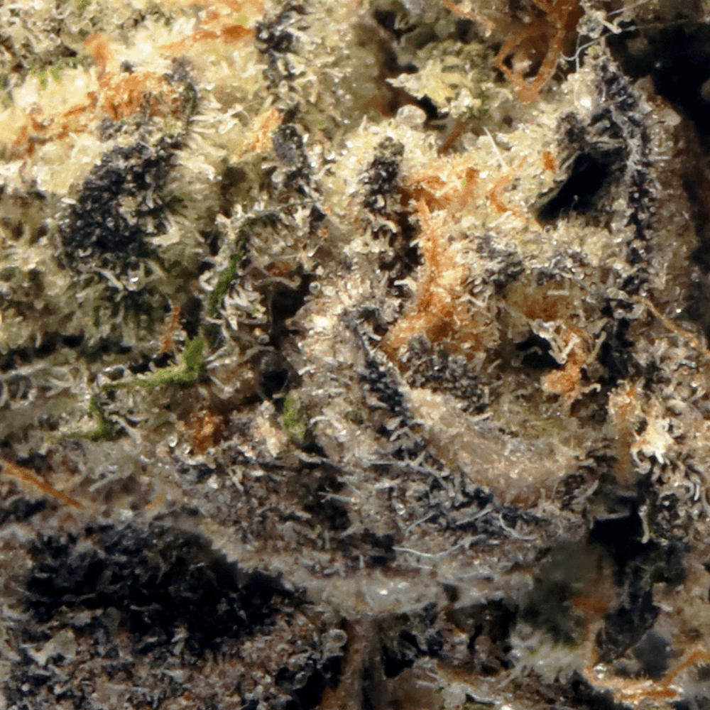 Premium - Hyperwolf - Widow Maker - image-2