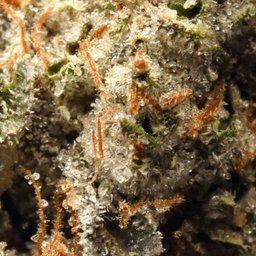 Premium-Hyperwolf-Deathstar OG-image-2