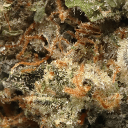 Premium-Hyperwolf-Funky Charms-image-2