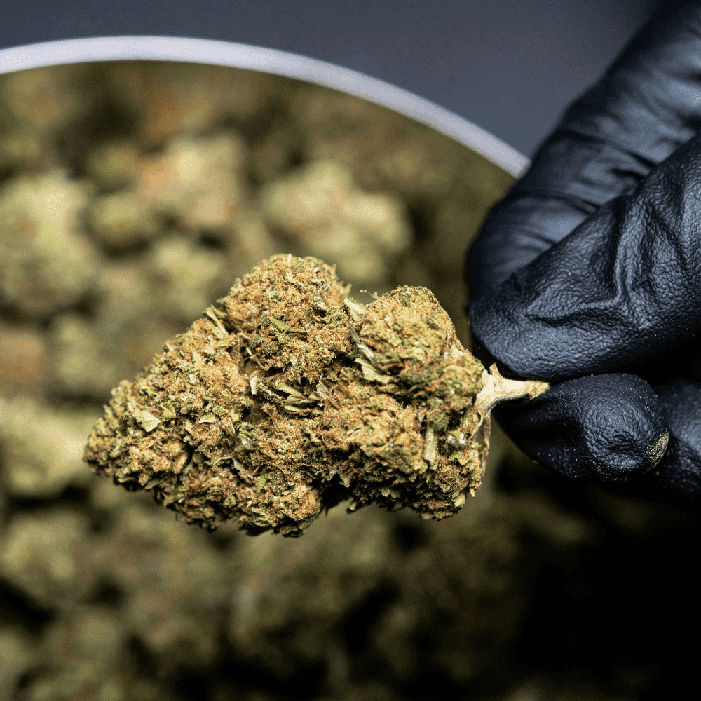 Cannabis Bud Anatomy 101: What Trichomes, Sugar Leaves & Calyxes Actually Mean