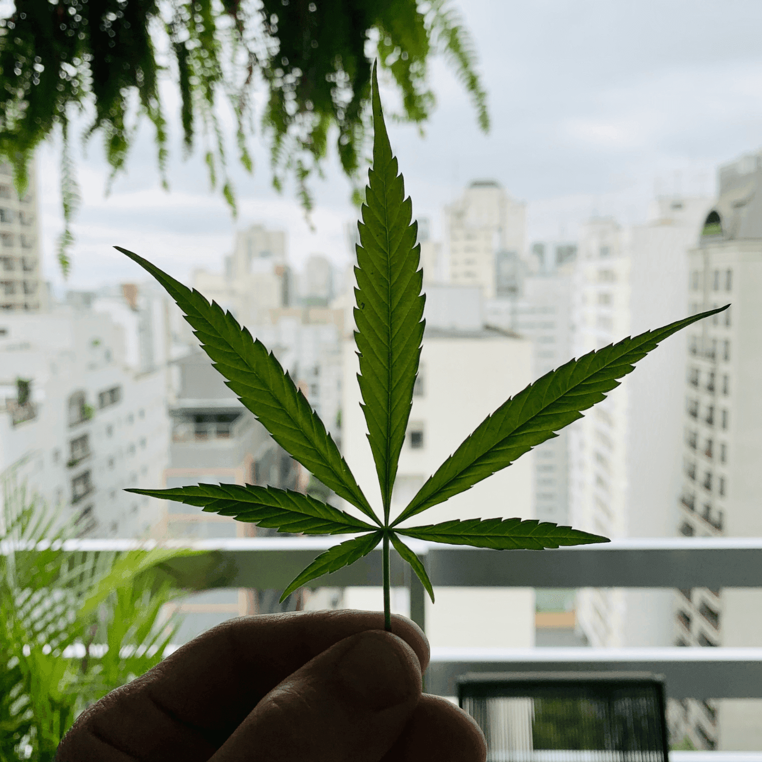 cannabis leaf against city sky