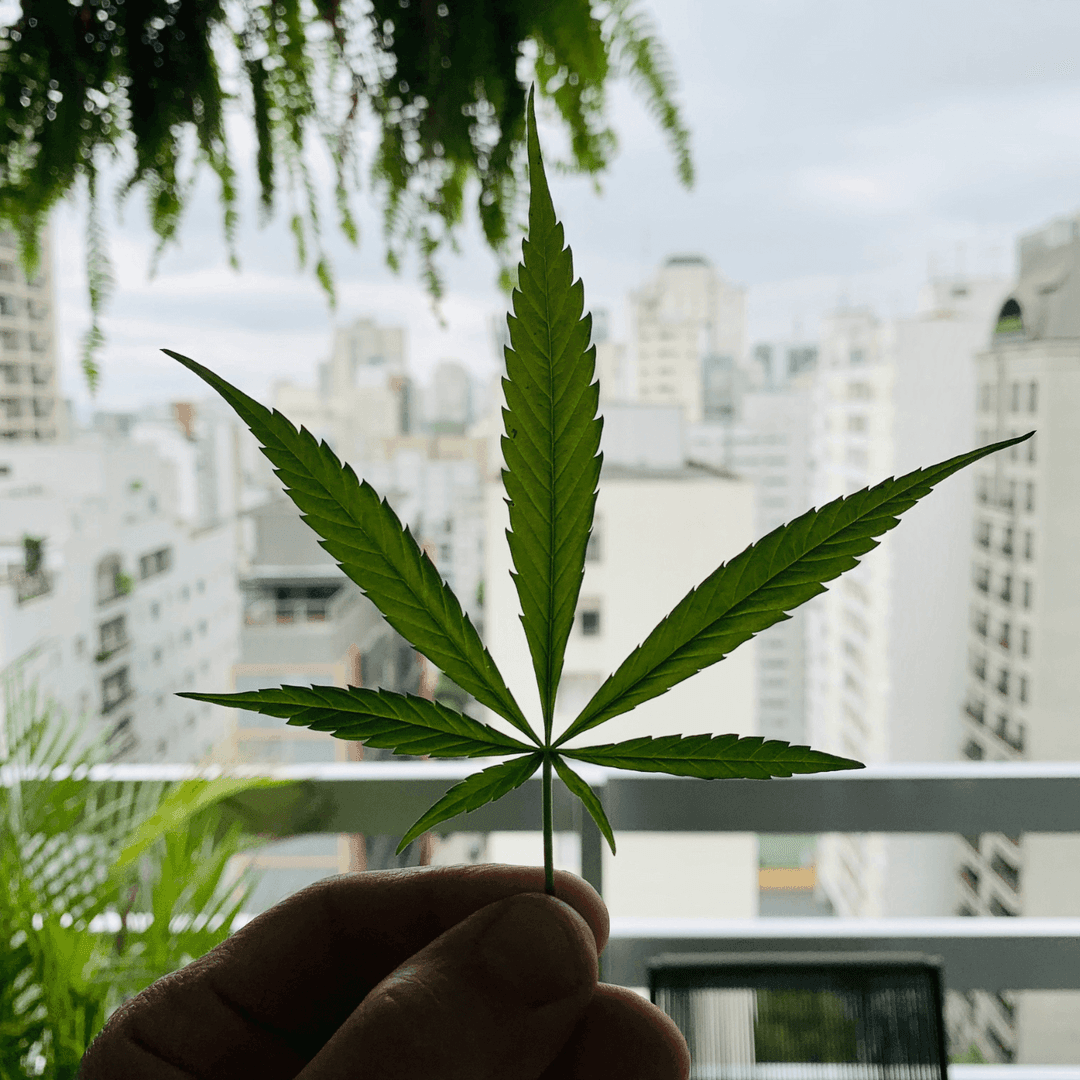 cannabis leaf against city sky