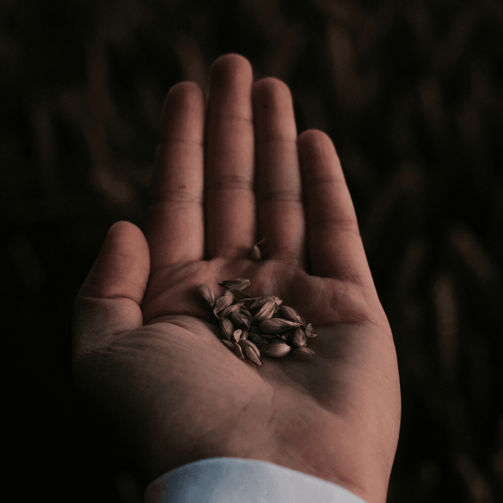 palm holding seeds