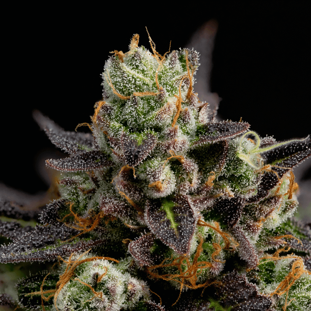 terpenes on flower bud