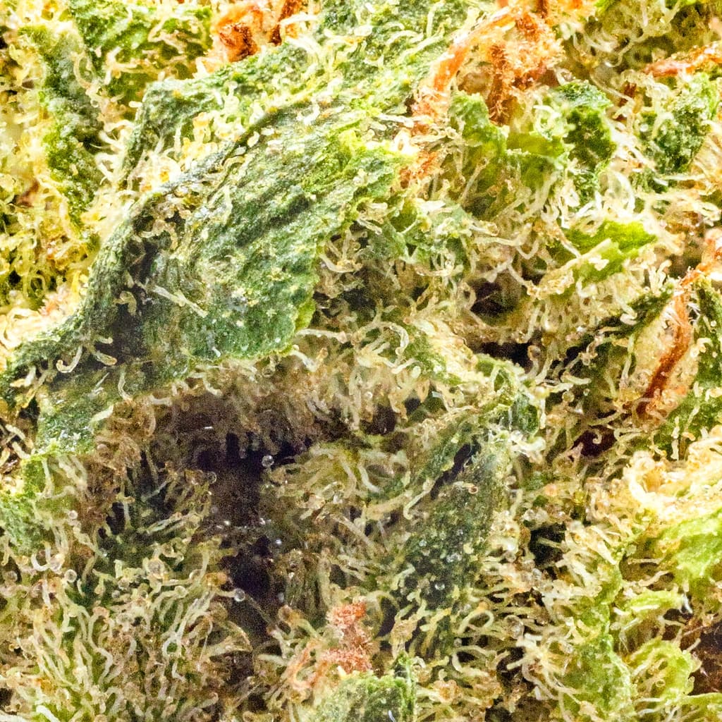 Budget Friendly - Astronauts - Space Biscotti - image-2