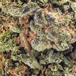 Budget Friendly-Hyperwolf-Girl Scout Cookies-image-2