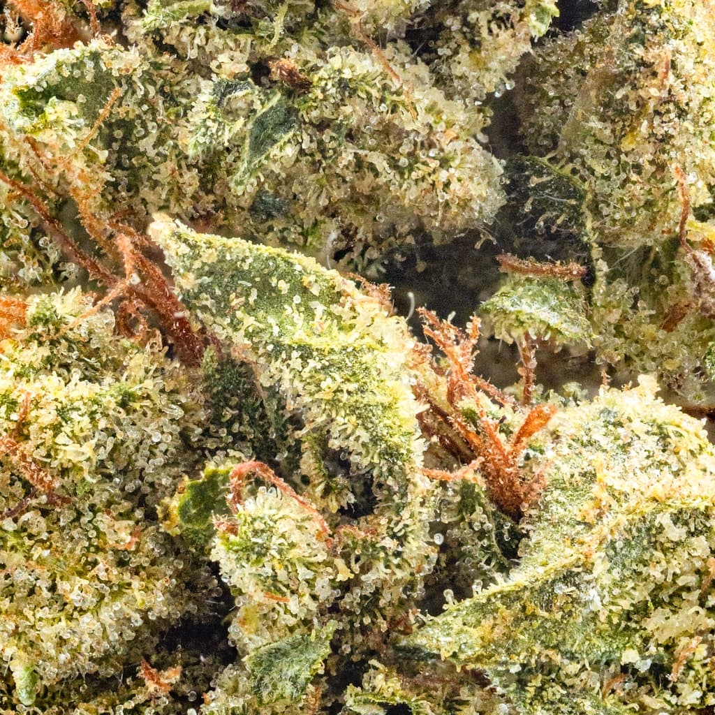 Budget Friendly - Hyperwolf - Legendary OG Kush - image-2