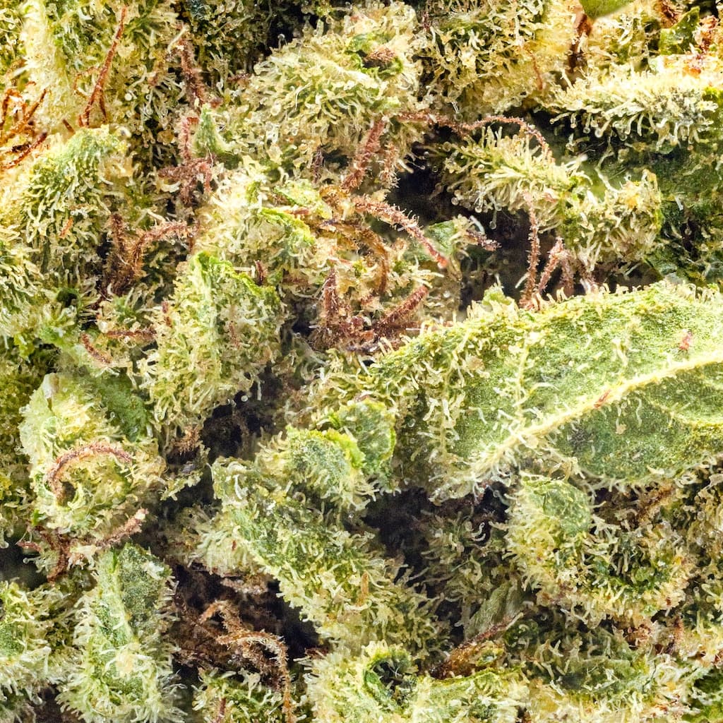 Budget Friendly - Hyperwolf - Pablos Revenge - image-2