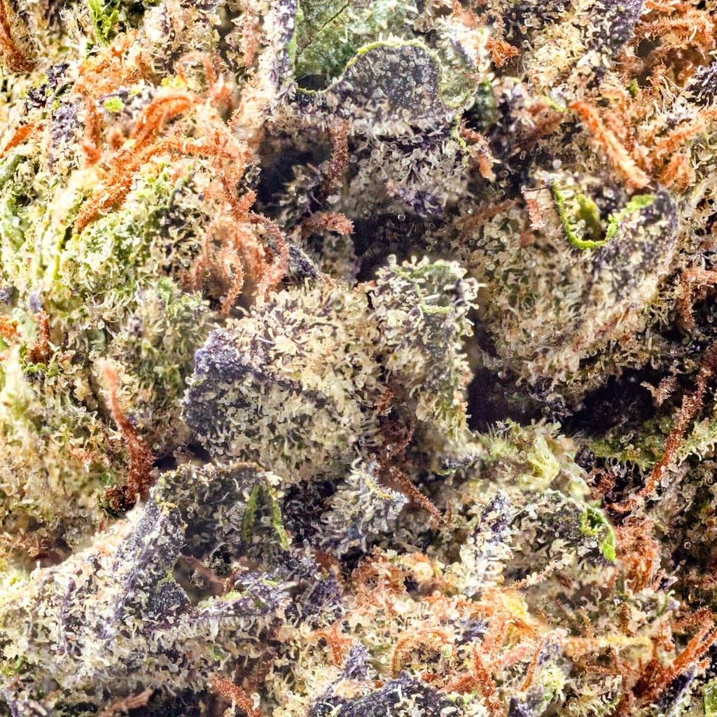 Budget Friendly - Hyperwolf - Sunset Sherbert - image-2
