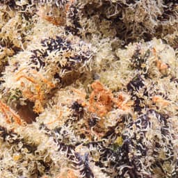 Premium-Alien Labs-Kryptochronic-image-2