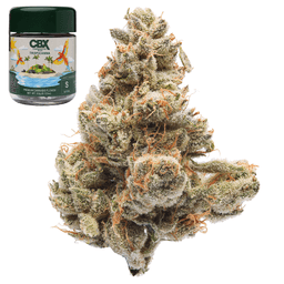 Premium-Cannabiotix-Tropicanna-image-1