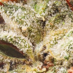 Premium-Claybourne Co.-Black Triangle OG-image-2