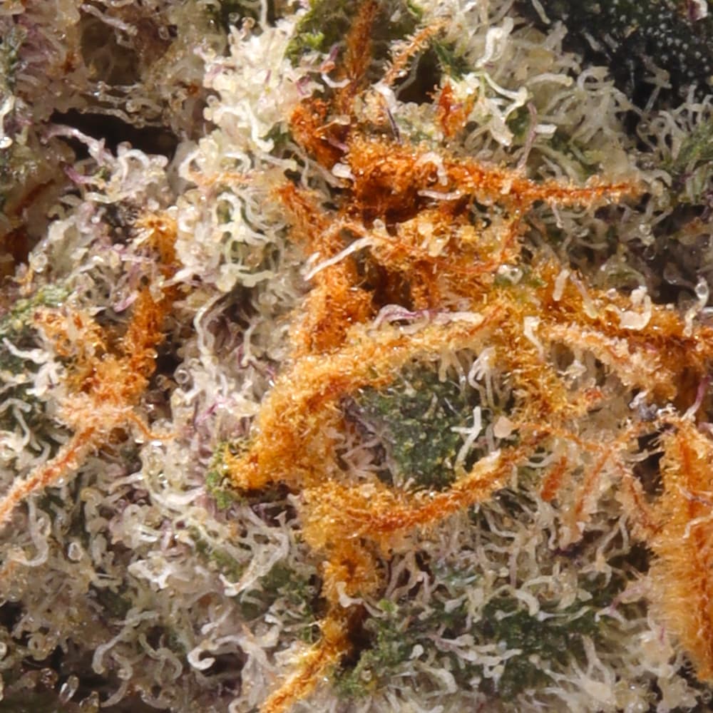 Premium - Connected Cannabis Co. - Gelonade - image-2