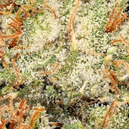 Premium-Connected Cannabis Co.-Ghost OG-image-2