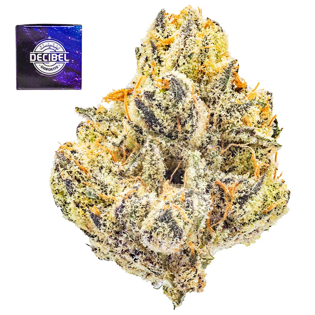 Premium-Decibel Gardens-Alien Orange
