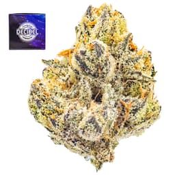 Premium-Decibel Gardens-Alien Orange-image-1