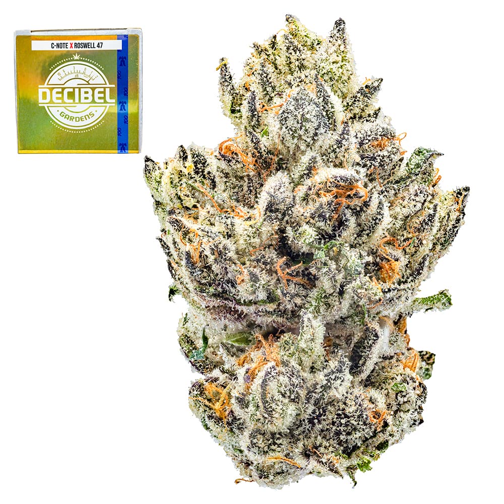 Premium-Decibel Gardens-Benjamin's In Space