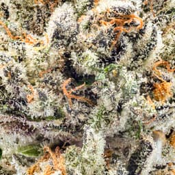 Premium-Decibel Gardens-Benjamin's In Space-image-2