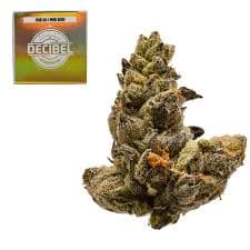 Premium-Decibel Gardens-Decibel OG