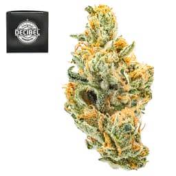 Premium-Decibel Gardens-Miyazaki Mango-image-1