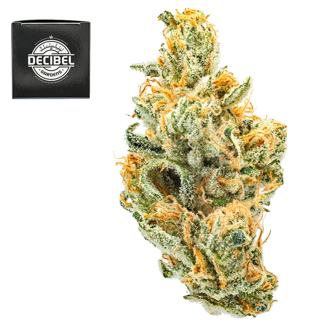 Premium-Decibel Gardens-Miyazaki Mango