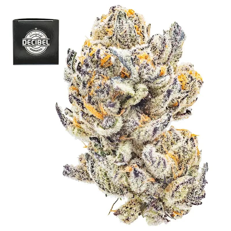 Premium-Decibel Gardens-Roswell 47