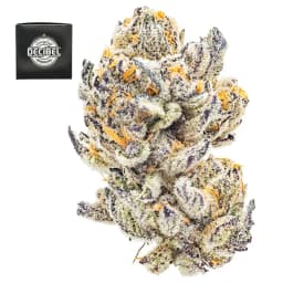 Premium-Decibel Gardens-Roswell 47-image-1