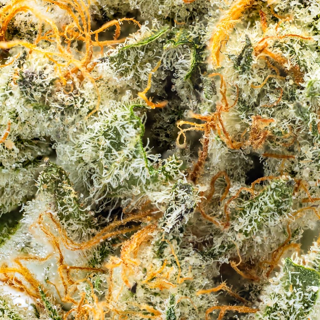 Premium - Decibel Gardens - Watermelon Punch - image-2