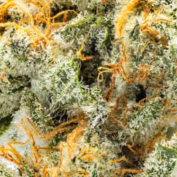 Premium-Decibel Gardens-Watermelon Punch-image-2