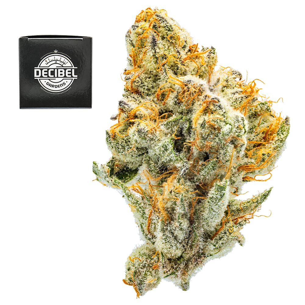 Premium-Decibel Gardens-Watermelon Punch